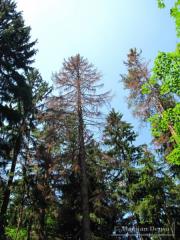 Žarišče lubadarja stare in sveže lubadarke