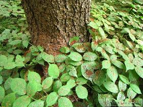 Črvina na deblu  in podrasti