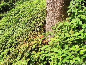 Že količina črvine pove, da je to drevo zelo  napadeno