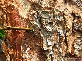 Naletna odprtina, črvina in smola na  smreki