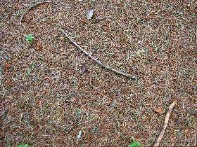 Povečan odpad igllic na  tleh - koprc