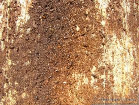 Mladi, ravnokar  izlegli hrošči