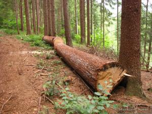 Razvrednoten les v  gozdu